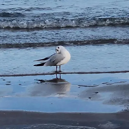 Berliner Hof App. 111 - Strandallee 141 - Appartamento *